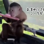 おまわりさん、こっちです！動物園から緊急通報したのはサルだった