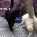 なんじゃこりゃぁ！梱包用バブルラップの上を探検する猫軍