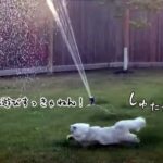 水遊び、すっきゃねん！犬よりもスプリンクラーを楽しむ猫