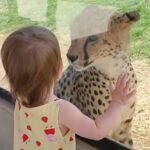 「あなたはだぁれ？」チーターと小さな女の子、動物園のガラス越しに見つめ合う