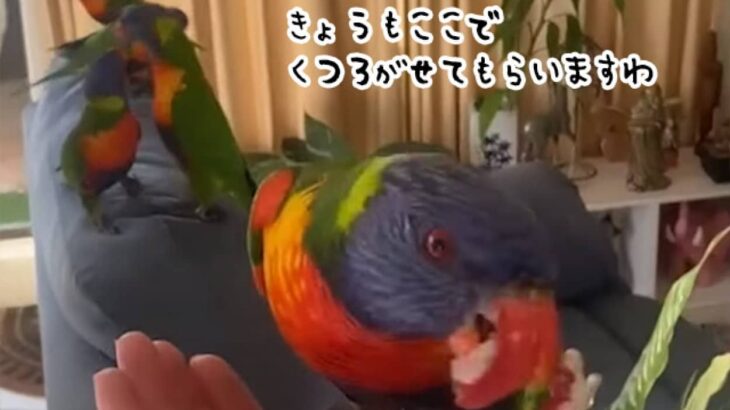 「今日もいさせてもらいますわ」野生のインコの大群が毎日家を訪れるように