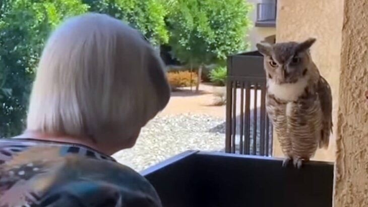 98歳のおばあさんの元へほぼ毎日訪れるようになったフクロウ。鳴き声で会話し触れ合いを楽しむ