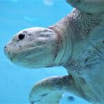 【閲覧注意】ウミガメの口の中、凶悪すぎてワロタwwwwwwwww