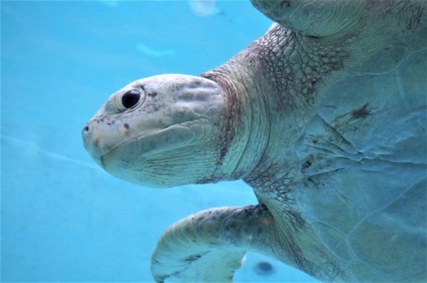 【閲覧注意】ウミガメの口の中、凶悪すぎてワロタwwwwwwwww