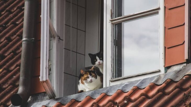 ドイツの町では猫のロックダウン（外出禁止）期間がある