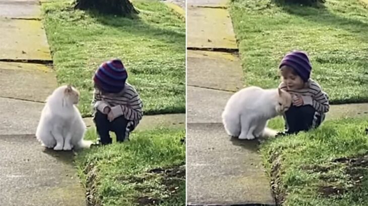 癒ししかない。近所の猫と少年の間に芽生えた愛情「君はともだち」