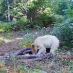 シロクマじゃないけど白いクマがアメリカで発見される