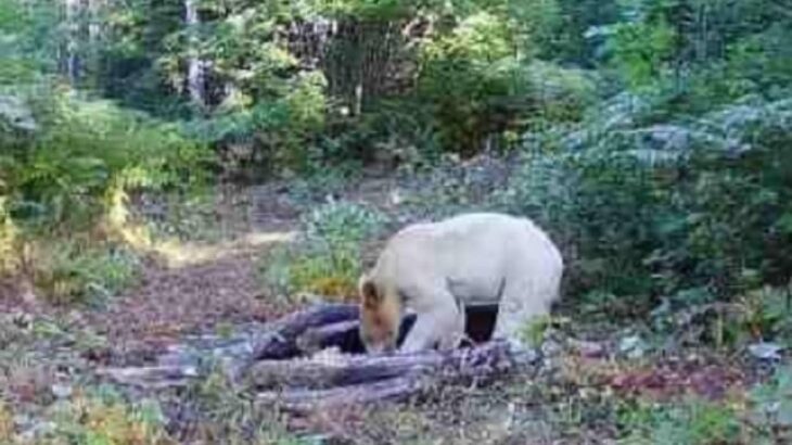 シロクマじゃないけど白いクマがアメリカで発見される