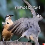 せつねぇ…オス鳥渾身の愛のダンス、メスにまったく響かず