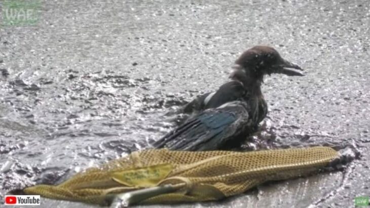 Wildlife Aid～鳥が泥に埋まっている！熱波で干上がった池で動けなくなっているカササギの救出大作戦