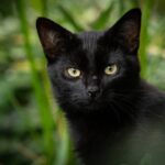 捨てられた40匹のほとんどが黒猫だった。猫たちの飼い主探し大作戦