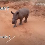 名前を呼ぶと戻って来る、犬のようにかわいいサイの赤ちゃん