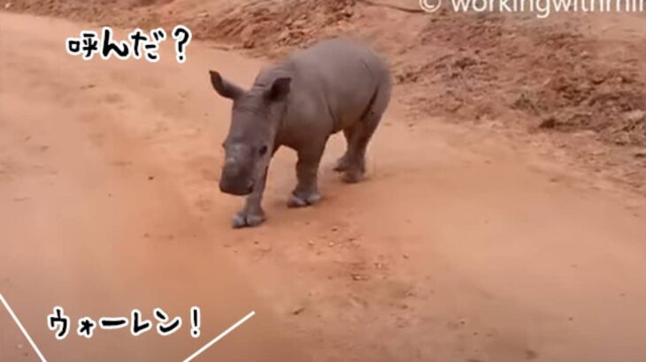 名前を呼ぶと戻って来る、犬のようにかわいいサイの赤ちゃん