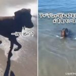 やっぱり海の犬だった。散歩に訪れぬ犬と一緒に遊びたくて近づいてくるアザラシ