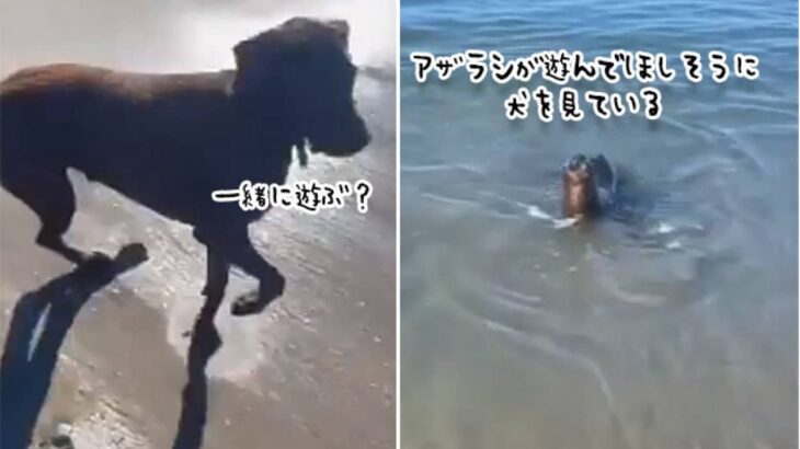 やっぱり海の犬だった。散歩に訪れぬ犬と一緒に遊びたくて近づいてくるアザラシ