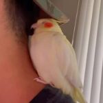 「ちょっと失礼、お昼寝するね」ゲームに夢中な飼い主の首筋でまどろむオカメインコ