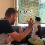 面白いじゃないか！人間と一緒にせっせっせーの遊びをする猫