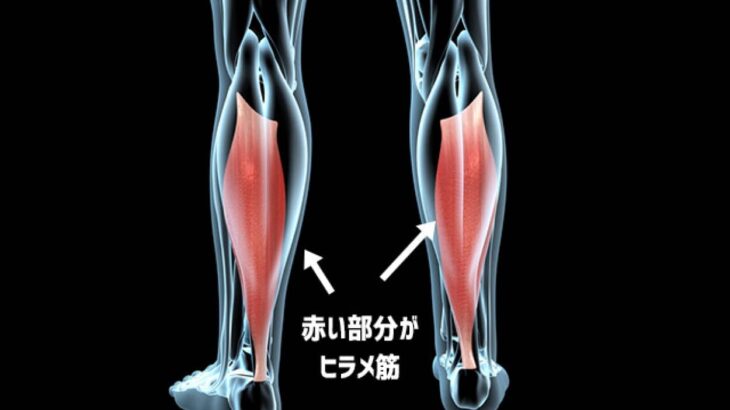 座りっぱなしの人の為の簡単エクササイズ。ヒラメ筋を動かすだけで全身の代謝がアップするという最新研究