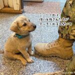 ひとりぼっちで通りをさまよっていた子犬、アメリカの海軍基地に迷い込んだことで幸運をゲット！