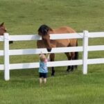 大好きは伝わる！小さな男の子が呼びかけると近くまで会いに来てくれる馬たち