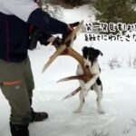 これを渡すわけにはいかない！鉄の意思でお宝を死守する犬