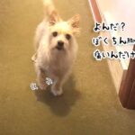 脚が痛いボクちんを演じていた犬だが、「散歩に行けないね」の言葉で豹変