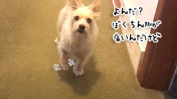 脚が痛いボクちんを演じていた犬だが、「散歩に行けないね」の言葉で豹変