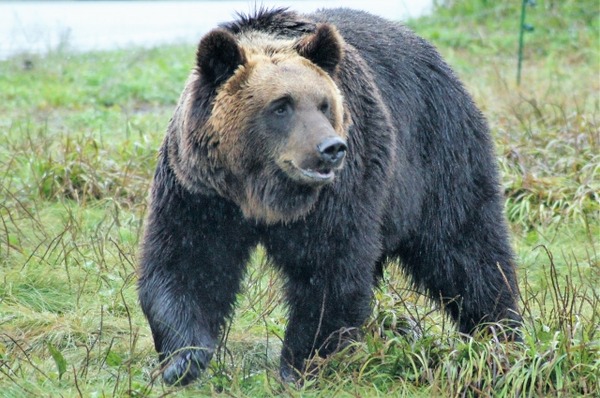 北海道「うぁぁぁ！に…忍者ヒグマが街を練り歩いている！」→