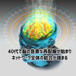 40代で急激な脳の再配線がが始まり、ネットワーク全体の結合が強まる