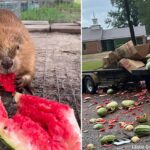 トラック事故で大量のスイカが台無しに。野生動物センターへ届けられ、おいしいおやつに