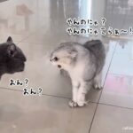 猫さんたちやめなはれ！やさしくスマートに喧嘩を仲裁する大型犬