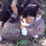 猫と巨大ネズミが仲良くじゃれあうやさしい世界