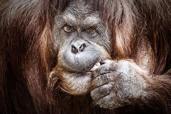 【衝撃】オランウータンさんの腕力、やばすぎる…人間さんビビり散らしてしまう…