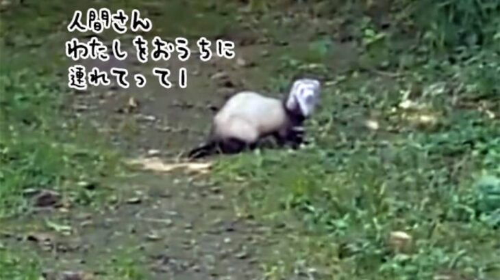 私をお家にに連れてって！森の中で遭遇した謎生物はやたら人懐っこいあの動物だった