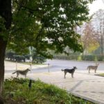 ウクライナの危険地域に取り残されたペットたちの今。きちんと並んで餌をもらう犬たち