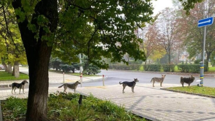 ウクライナの危険地域に取り残されたペットたちの今。きちんと並んで餌をもらう犬たち