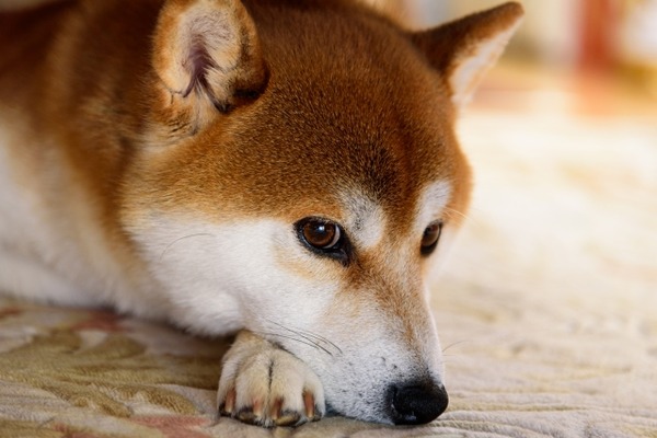 【動画】犬さん、猫に虐められてた金魚さんを解放してあげる。