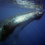 【動画】クジラの食事ｗｗｗｗｗｗｗｗｗｗｗｗｗｗ