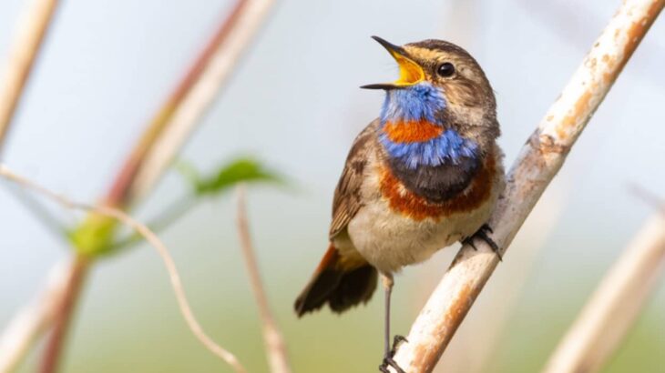 鳥のさえずりは不安をやわらげ、ネガティブな妄想を緩和してくれる