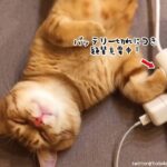 ただいま充電中の猫。フルチャージするとこうなった！