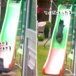 やってやんよシリーズ。猫の滑り台チャレンジ