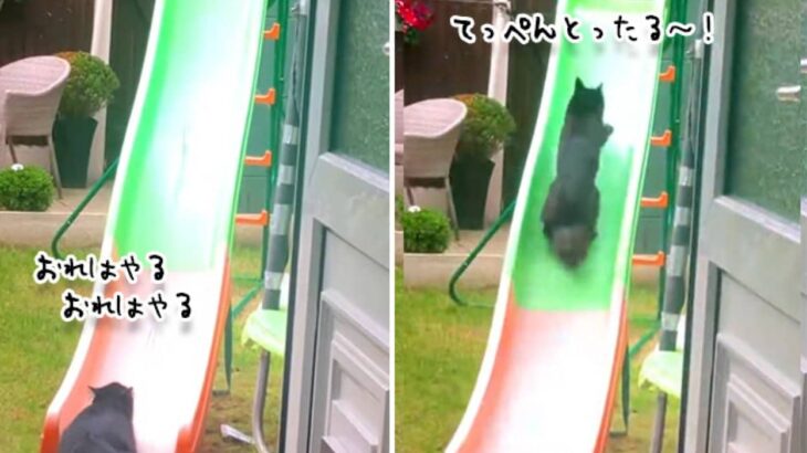 やってやんよシリーズ。猫の滑り台チャレンジ