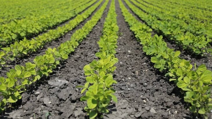 人間の未処理の排泄物が野菜を汚染。ミシガン州の農場が安全検査で警告を受ける