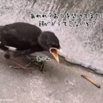 おかしい、餌が食べられない。自動で口の中に餌が入ってこないことに混乱するひな鳥