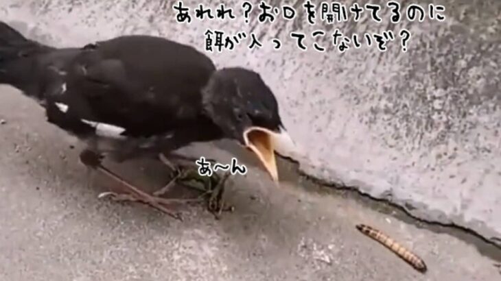 おかしい、餌が食べられない。自動で口の中に餌が入ってこないことに混乱するひな鳥