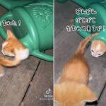 子猫がぼこぼこ生まれて来るぞ！世にも不思議なじょうろ