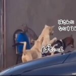 犬のおまわりさん。猫をいじめている犬を取り締まる