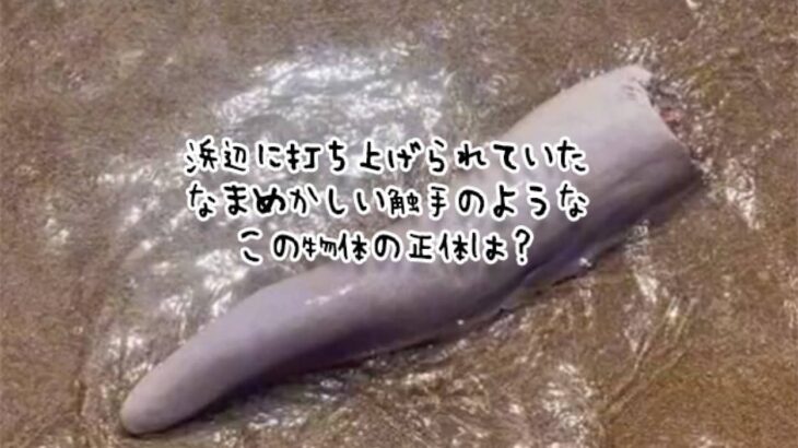 いったいこれは！？浜辺で目撃された、切断された触手のような奇妙な物体