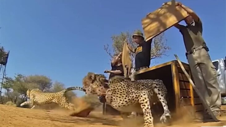 よかったよぅ！様々な事情で保護された動物たちを自然に帰す瞬間の映像まとめ