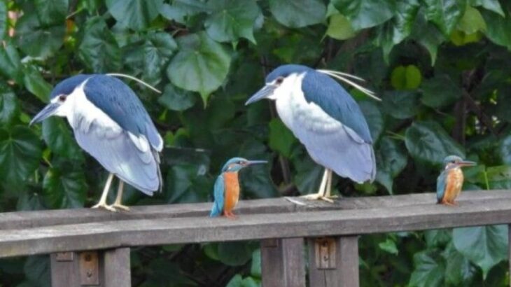 これは神様のコピペミス？バグってしまった世界線の犬や猫や鳥なんかの画像を集めてみた